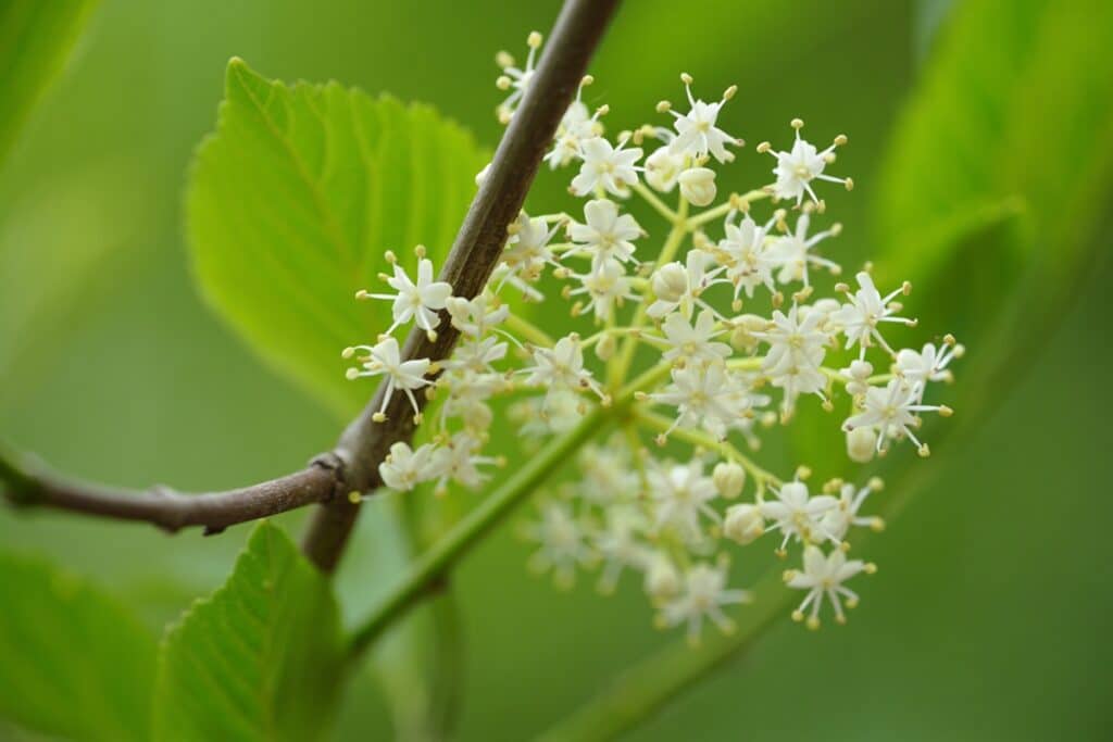 La fleur de sureau : bienfaits, usages et conseils de cueillette